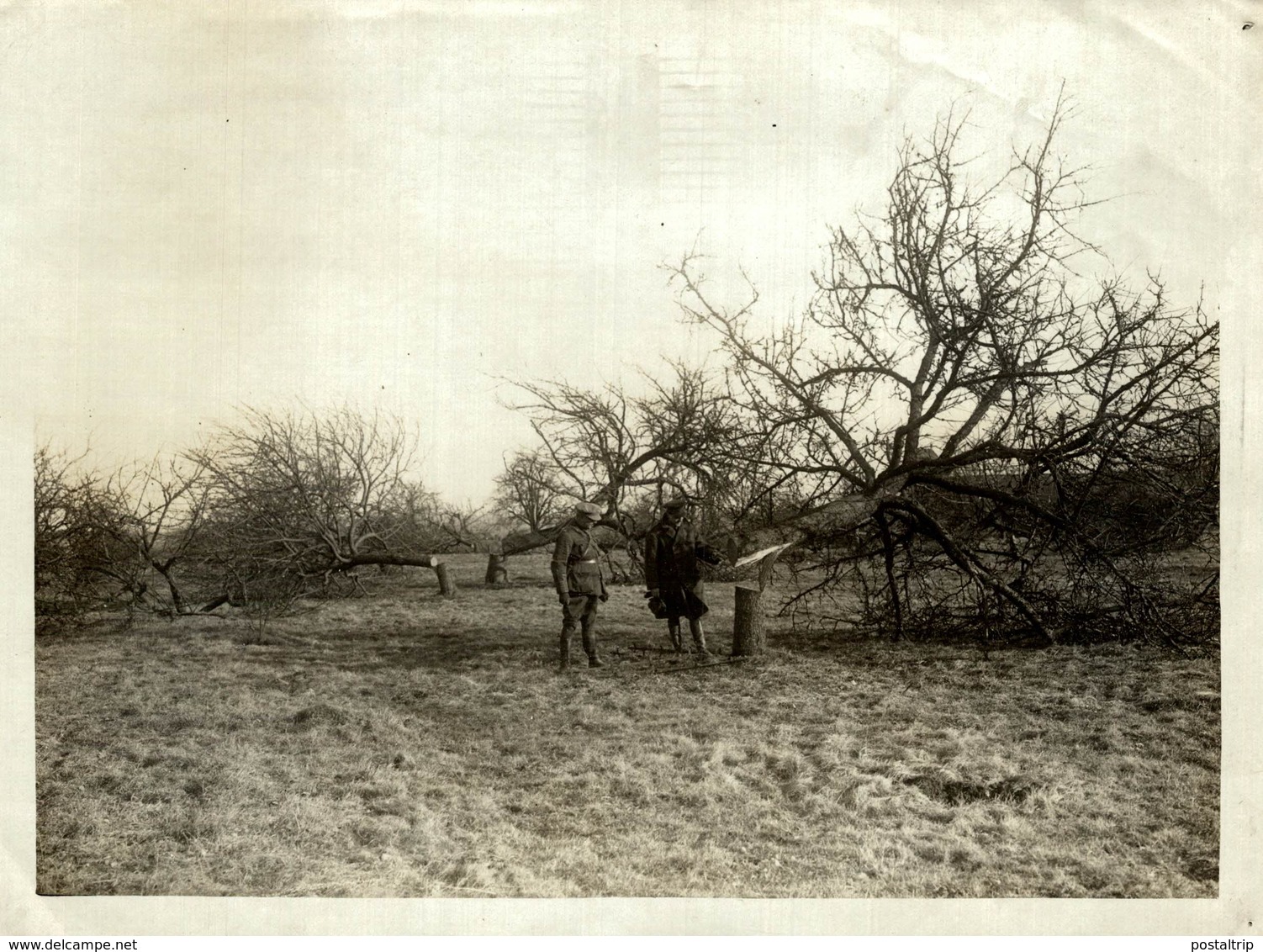 ORCHARDS BEEING CUT    Forest, Xylology, Forestry 20*15 CM Fonds Victor FORBIN 1864-1947 - Otros & Sin Clasificación