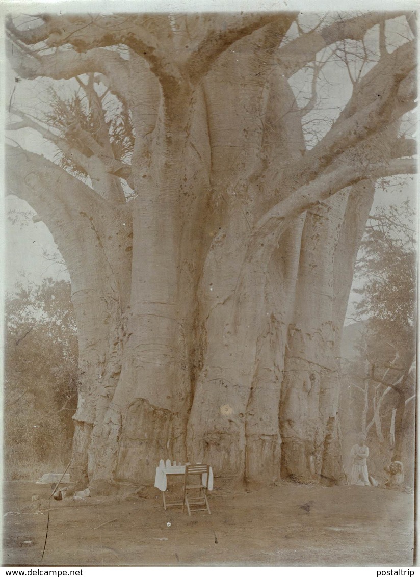 SUD EST AFRICAINE ROBINSON FRANCAISE   Forest, Xylology, Forestry 18*13 CM Fonds Victor FORBIN 1864-1947 - Afrique