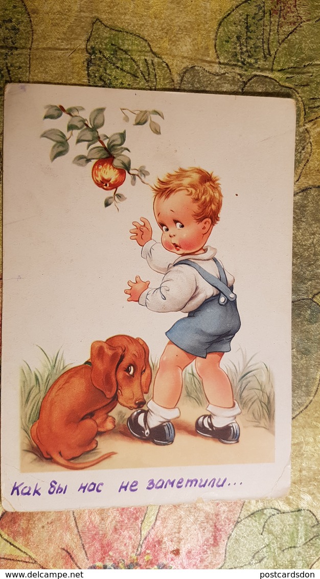 Dackel  -  Teckel / Dachshund / Bassotto  - Old VINTAGE Postcard 1950s - Dogs