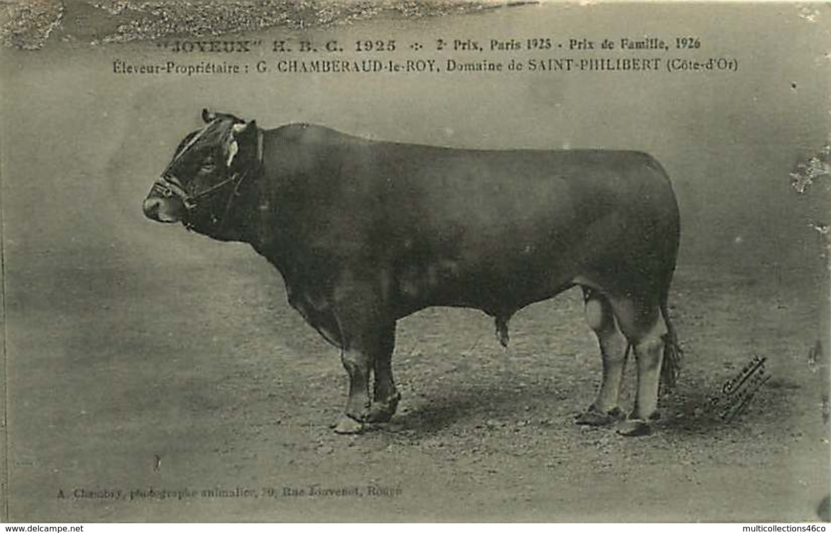 #260619 - EXPOSITION FOIRE AGRICOLE Joyeux HBC 1925 Prix éleveur CHAMBERAUD LE ROY Domaine SAINT PHILIBERT Taureau Vache - Expositions