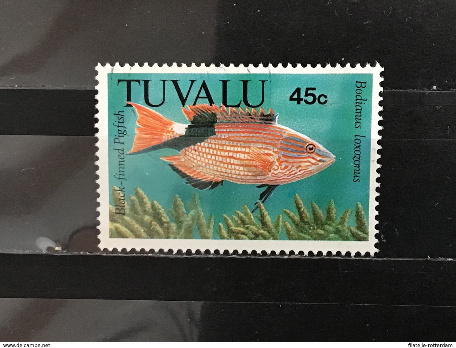 Tuvalu - Vissen (45) 1992 - Tuvalu