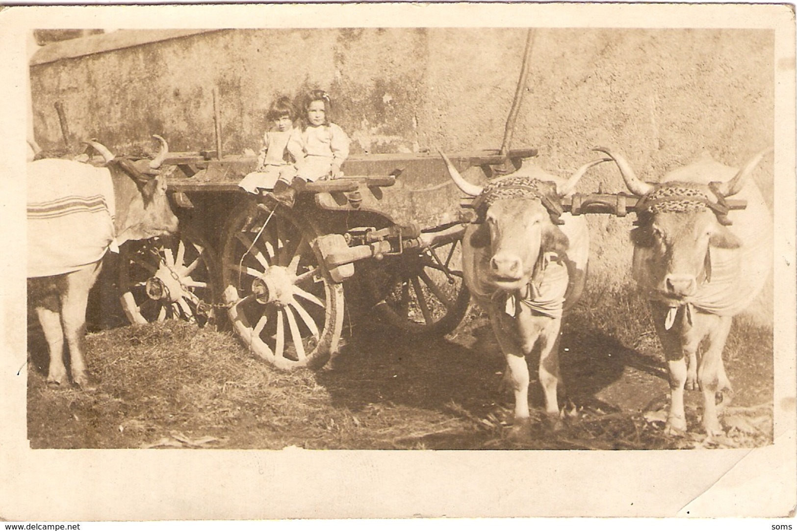 Cpa Du Béarn, Carte-photo D'un Attelage De Vaches Béarnaises Aux Cornes En Lyre, Dos Vierge, Vers 1920 - Attelages