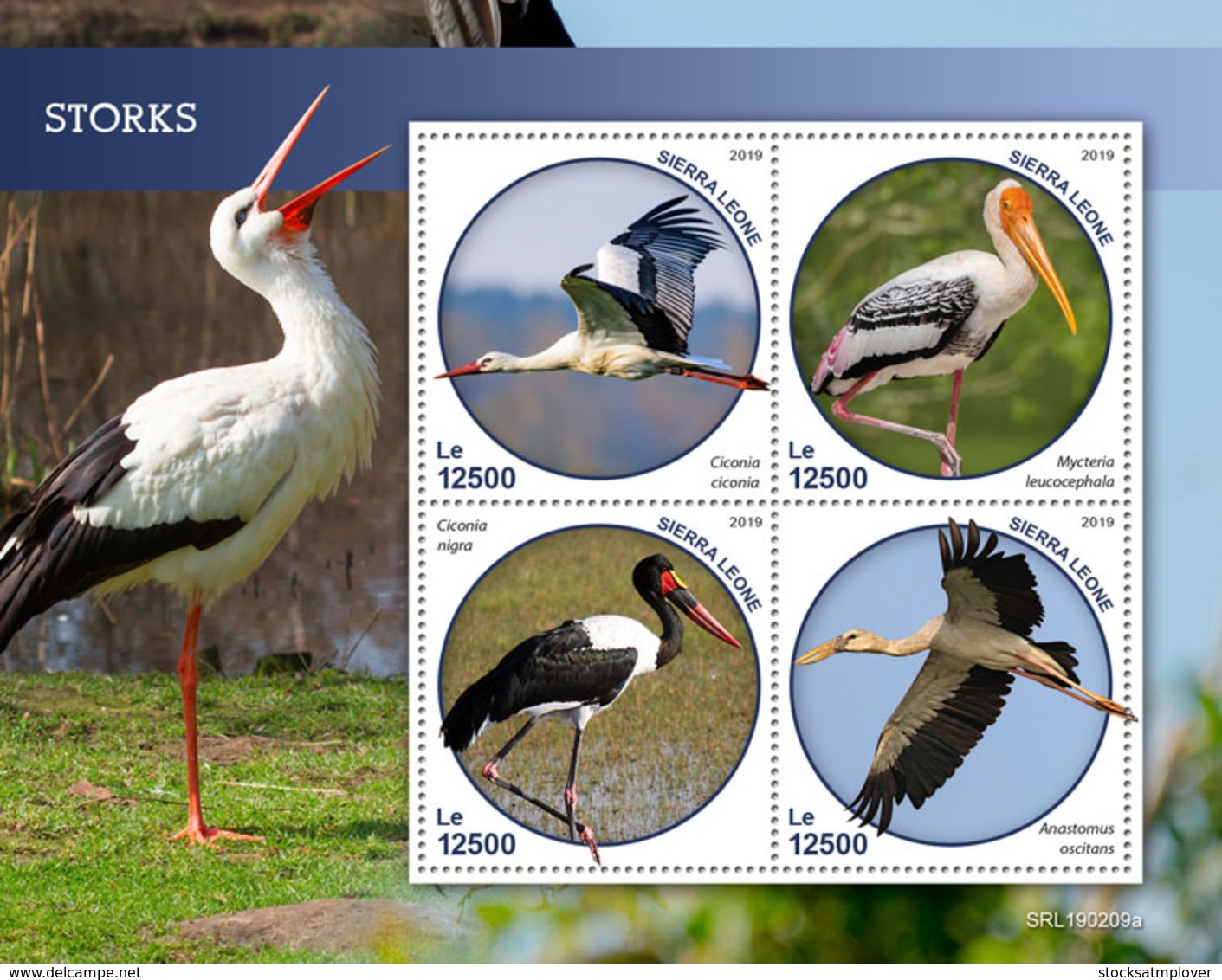 Sierra Leone 2019 Fauna Storks  Birds S201903 - Sierra Leone (1961-...)