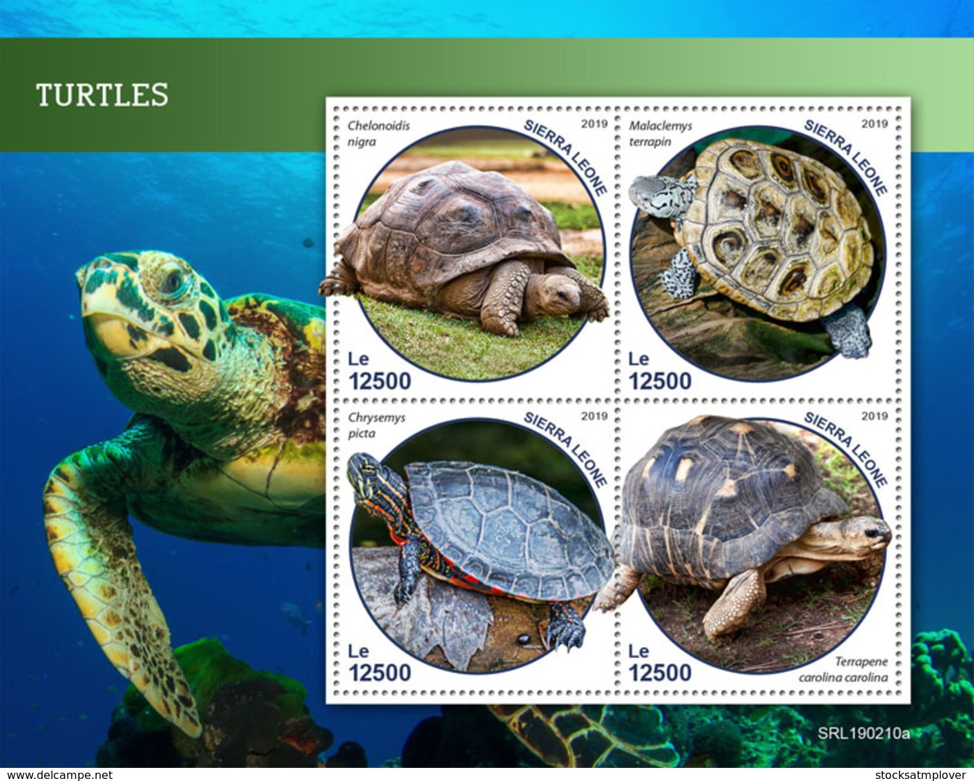 Sierra Leone 2019 Fauna Turtles S201903 - Sierra Leone (1961-...)