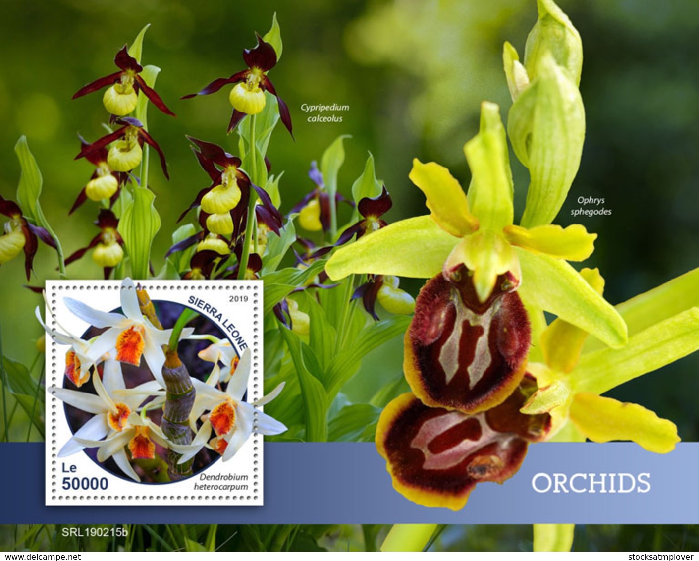 Sierra Leone 2019 Orchids S201903 - Sierra Leone (1961-...)