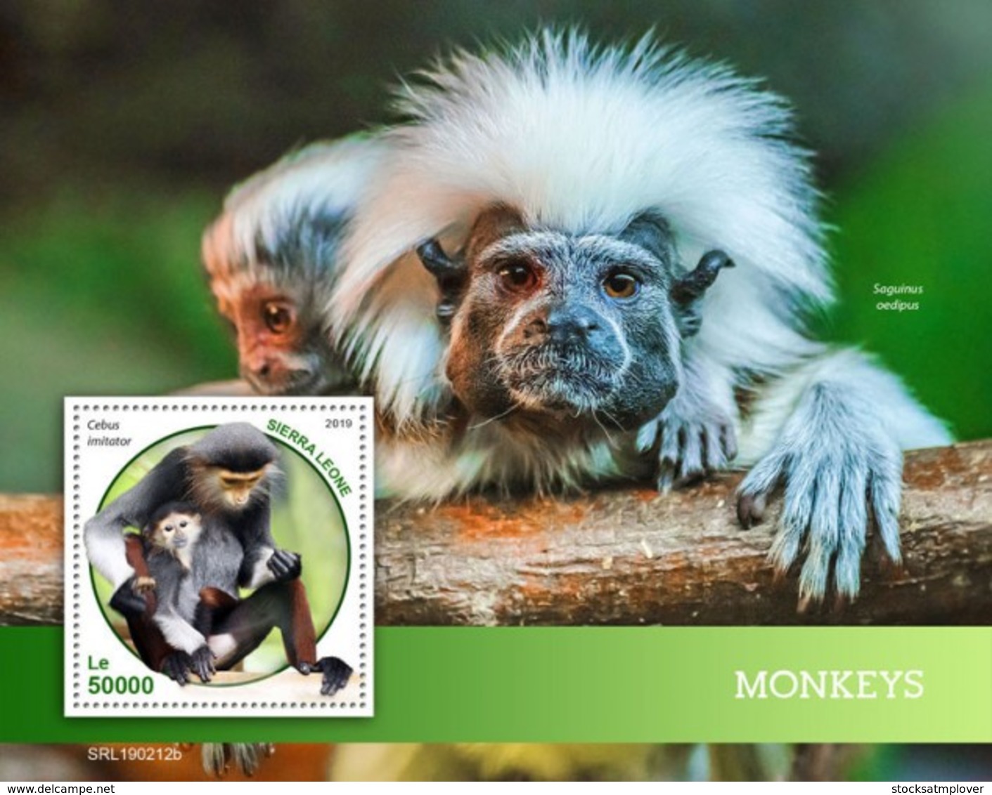 Sierra Leone 2019 Fauna Monkeys S201903 - Sierra Leone (1961-...)