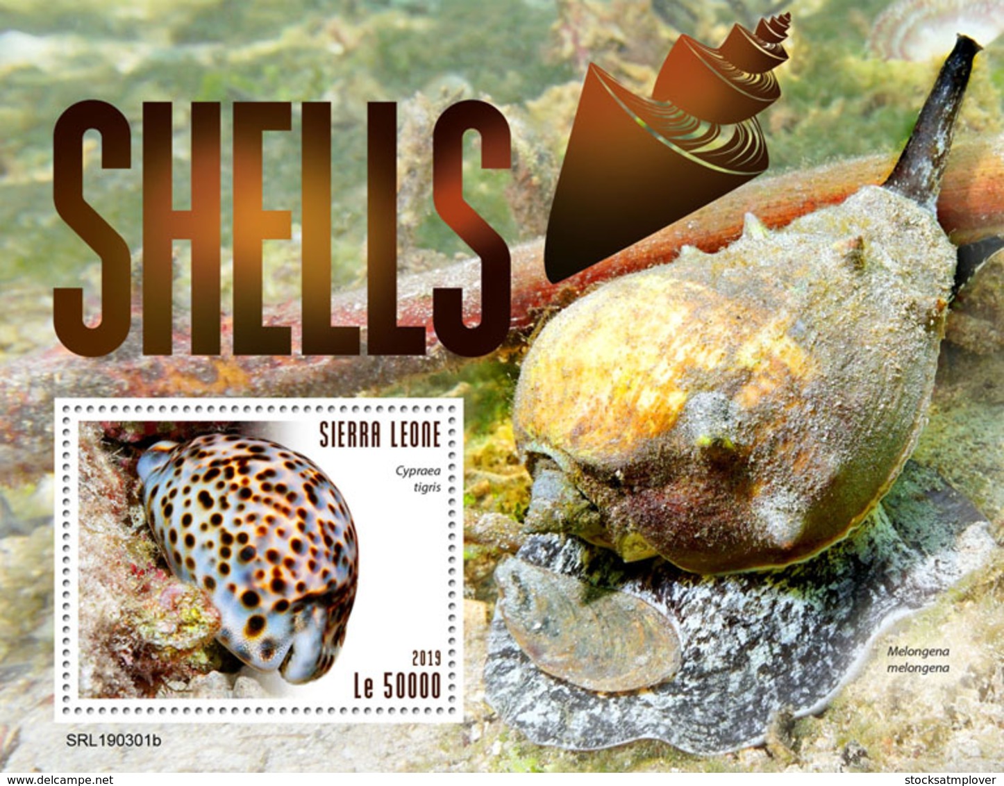 Sierra Leone 2019   Shells  S201903 - Sierra Leone (1961-...)