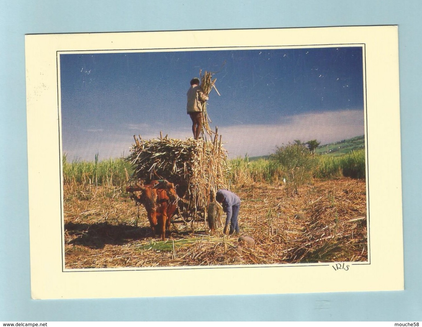 Réunion  Récolte Des Cannes à Sucres - Cultures