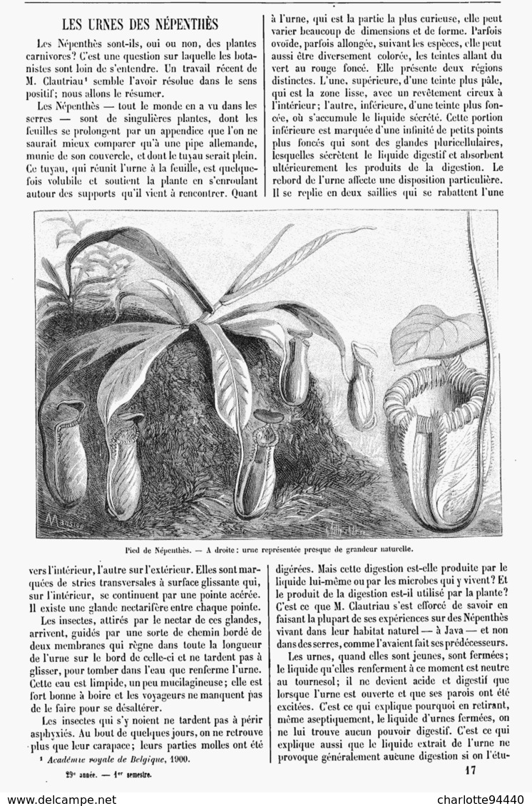 LES URNES Des NEPENTHES  1901 - Other & Unclassified