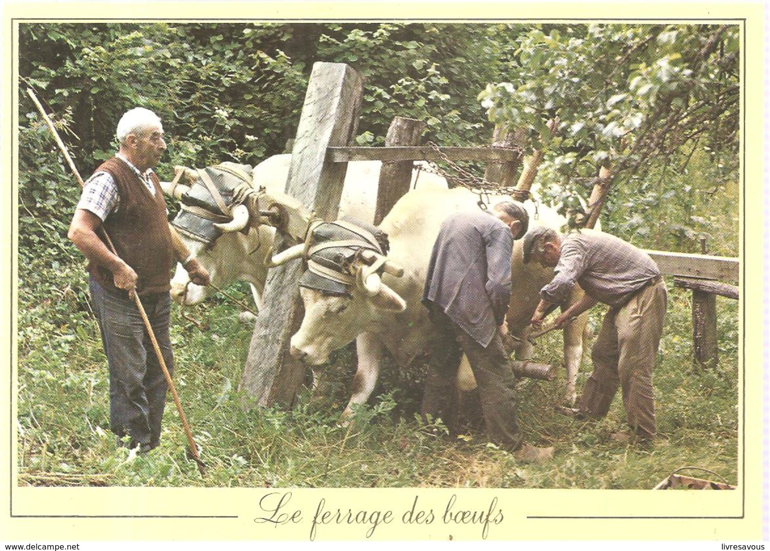 Agriculture Les Métiers D'antan Le Ferrage Des Boeufs - Elevage