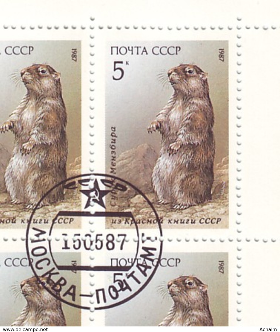 Soviet Union/UdSSR/CCCP Of 1987 - Sheet Of Stamps 36 X MiNr. 5711 Used - Menzbier's Marmot - Ganze Bögen