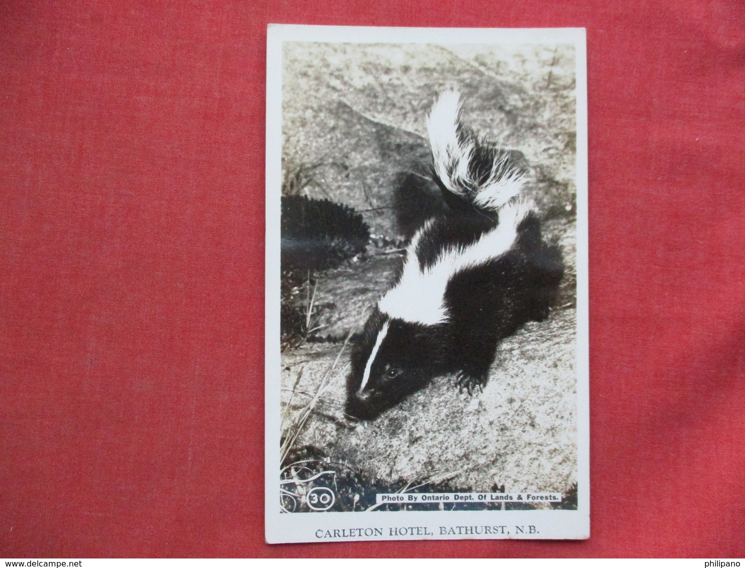 RPPC  Skunk ? >  Ref 3437 - Other & Unclassified