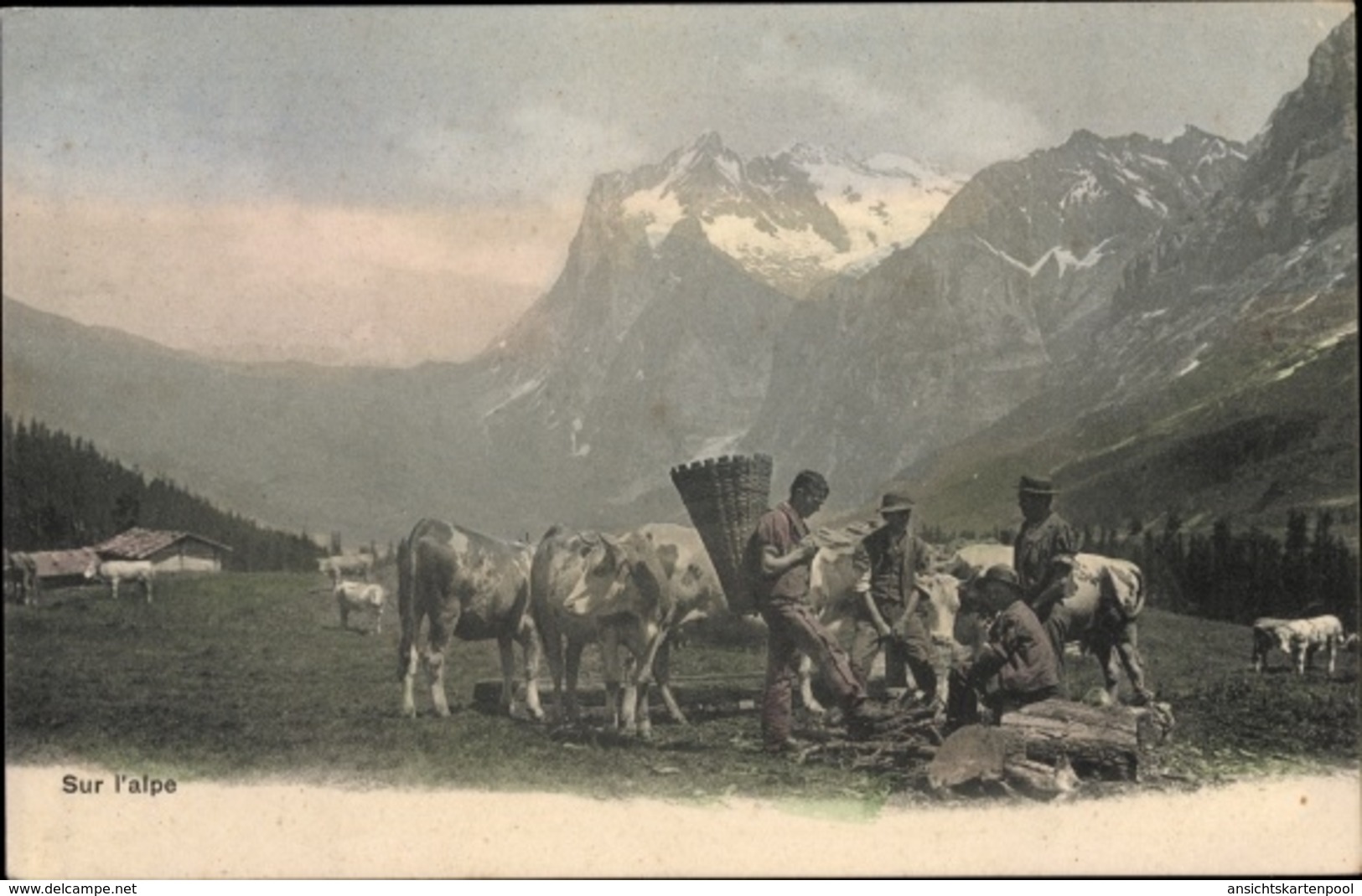 Cp Sur L'alpe, Bauern, Rinder, Weide, Gebirge - Autres & Non Classés