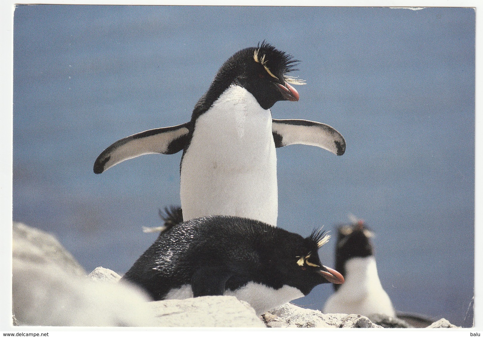 AK Falkland Islands Rockhopper Penguins. Society Expeditions. Project Antarctica Postalisch Gelaufen 2 Scans 16,4x11,4cm - Falkland