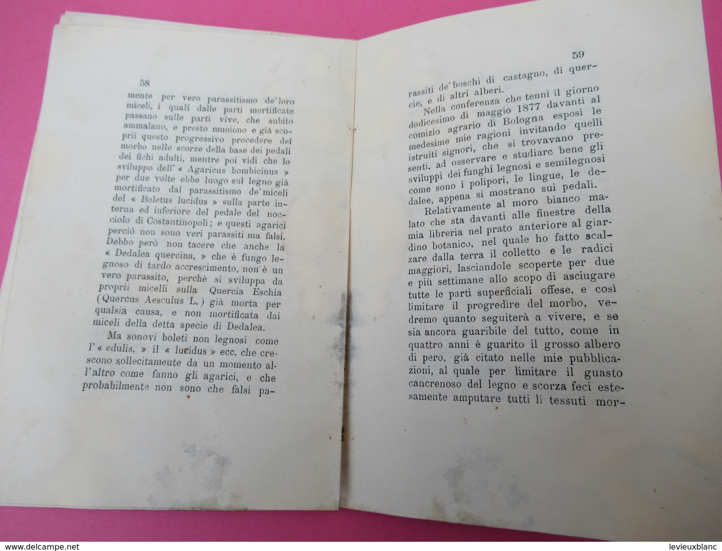 Botanique/Di una crittogama causa di morte delle plante nel Bolognese pel cavalier/Guiseppe BERTOLONI/Bologna/1878 MDP84