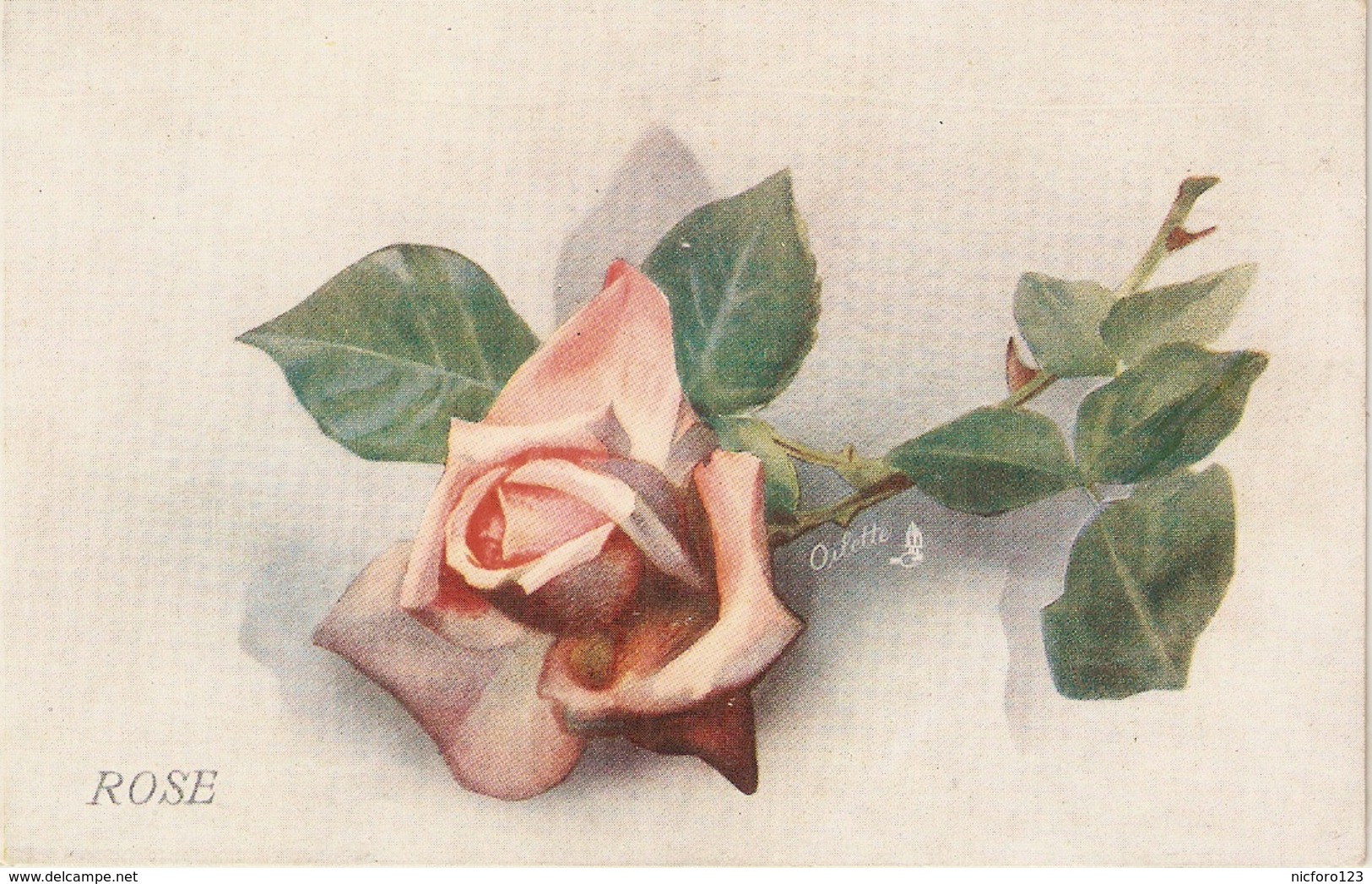 "Beautiful Rose" Tuck Favourite Flowers Series PC # 8477 - Tuck, Raphael