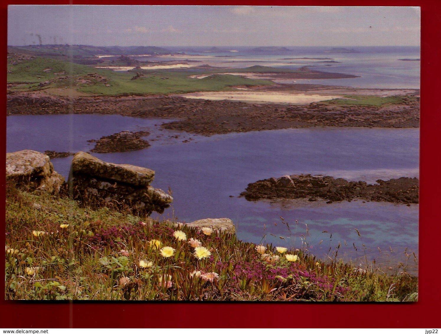 CP Angleterre Isles Of Scilly Hottentot Fig In Flower On The Top Of St Helens - Photo Ed ? F.E. Gibson St Mary's - Scilly Isles