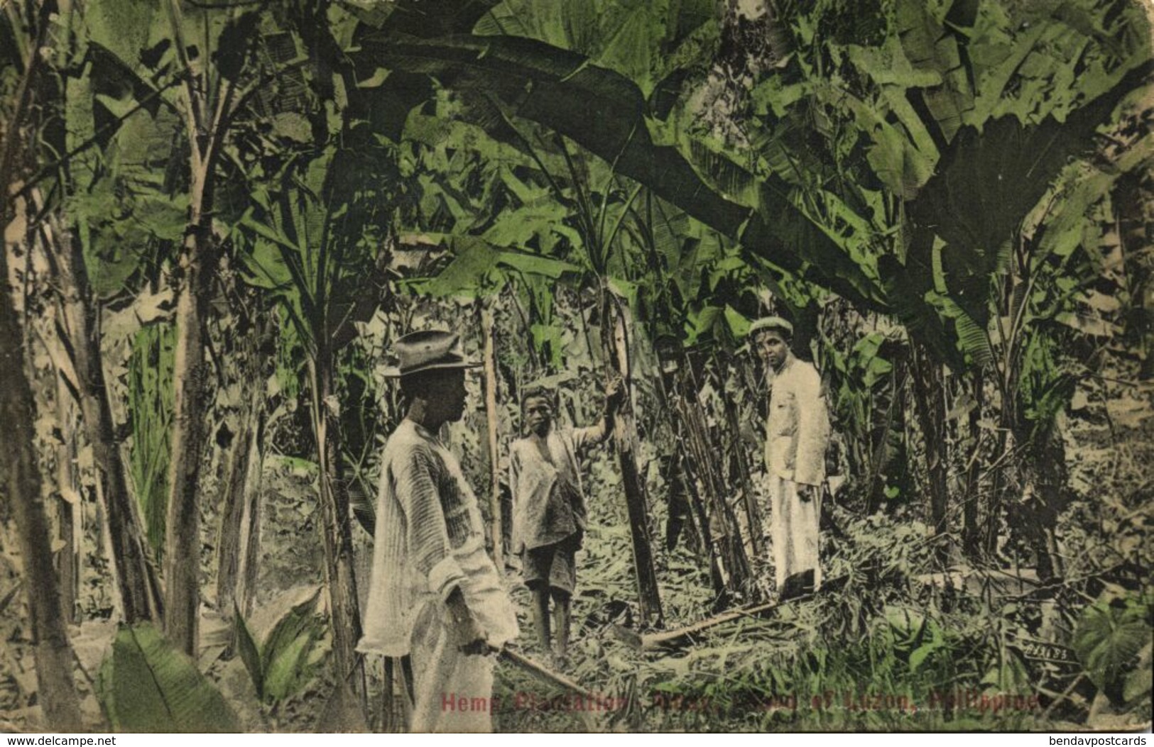 Philippines, LUZON, Hemp Plantation (1907) Postcard - Philippinen