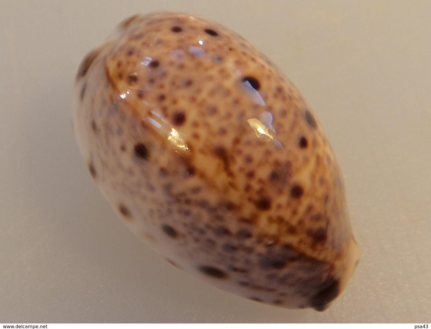 Cypraea Lynx Nouvelle Calédonie 37,6mm GEM N6 - Conchas Y Caracoles