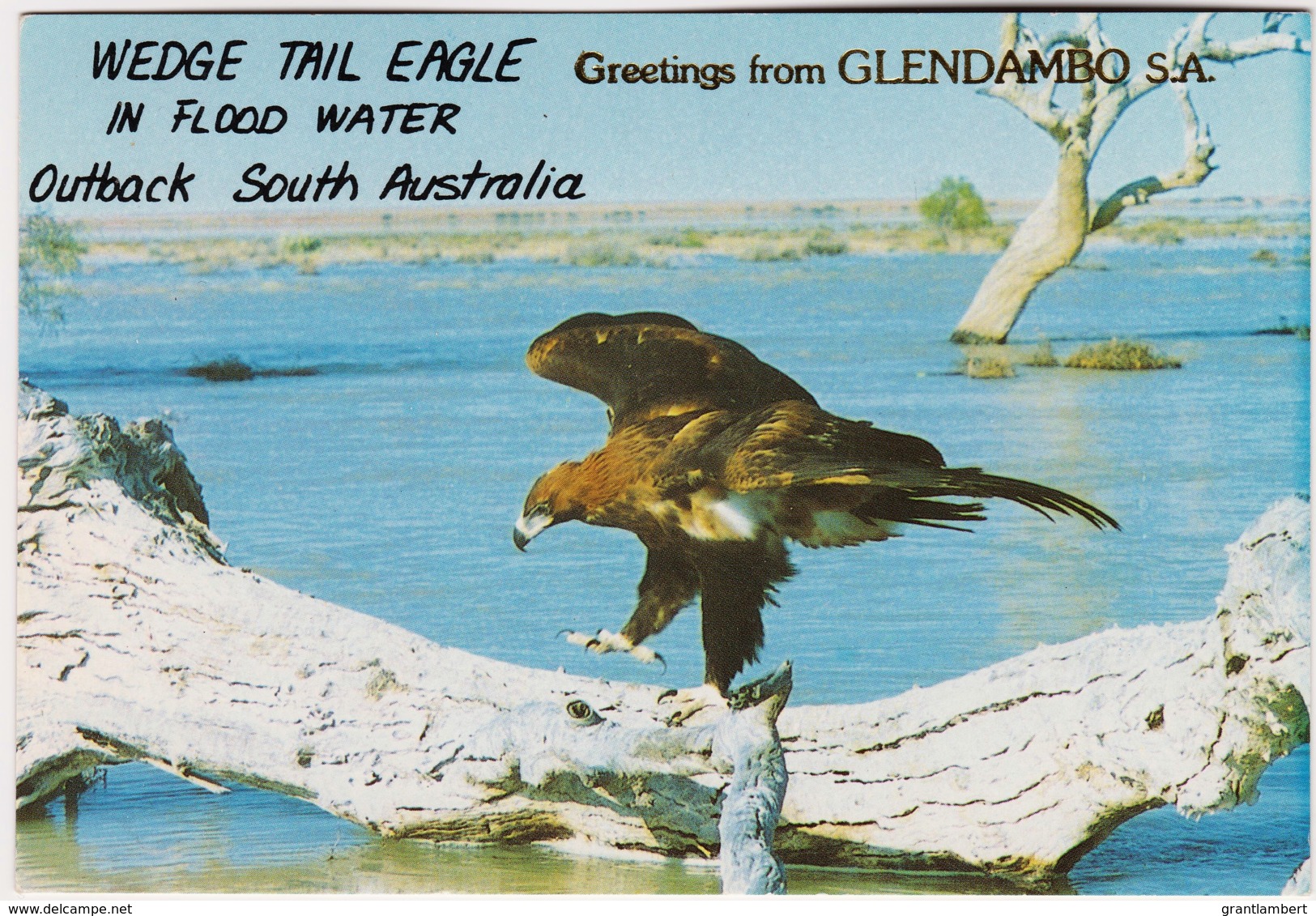 Wedge-Tailed Eagle In Flood Water, Outback South Australia - Unused - Other & Unclassified