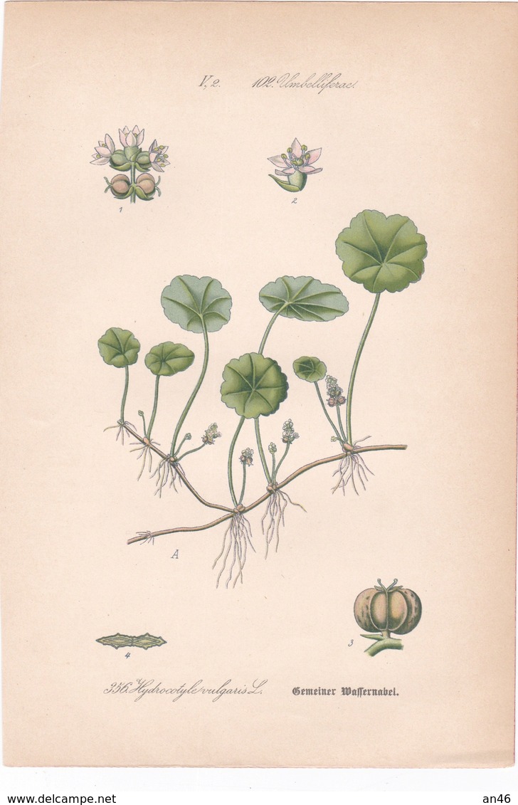 TAVOLA V,2  102.UMBELLIFERAE TAVOLA BOTANICA AUTENTICA 100% - Altri & Non Classificati