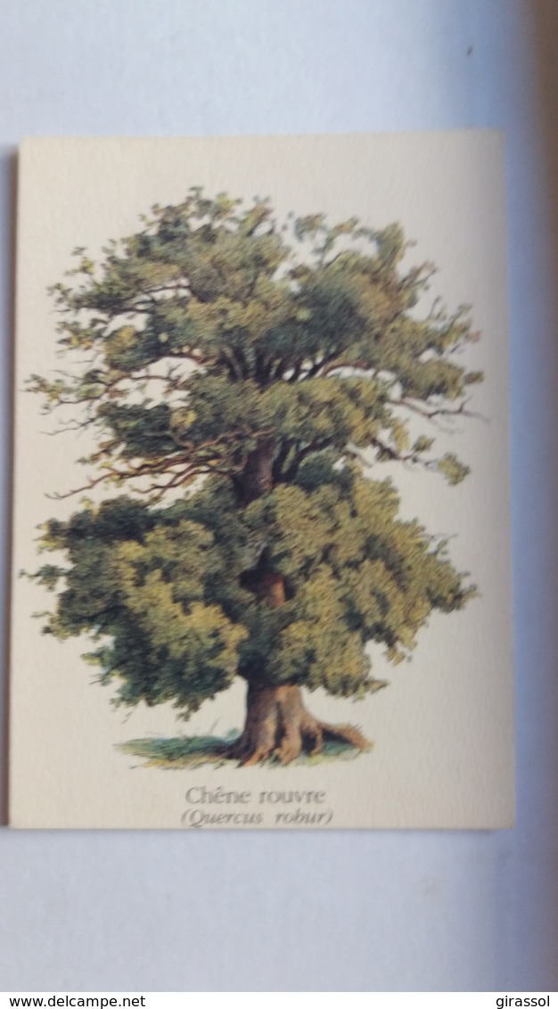 CPM ARBRE CHENE ROUVRE QUERCUS ROBUR ADOLPHE MILLOT ED DU DESASTRE - Arbres