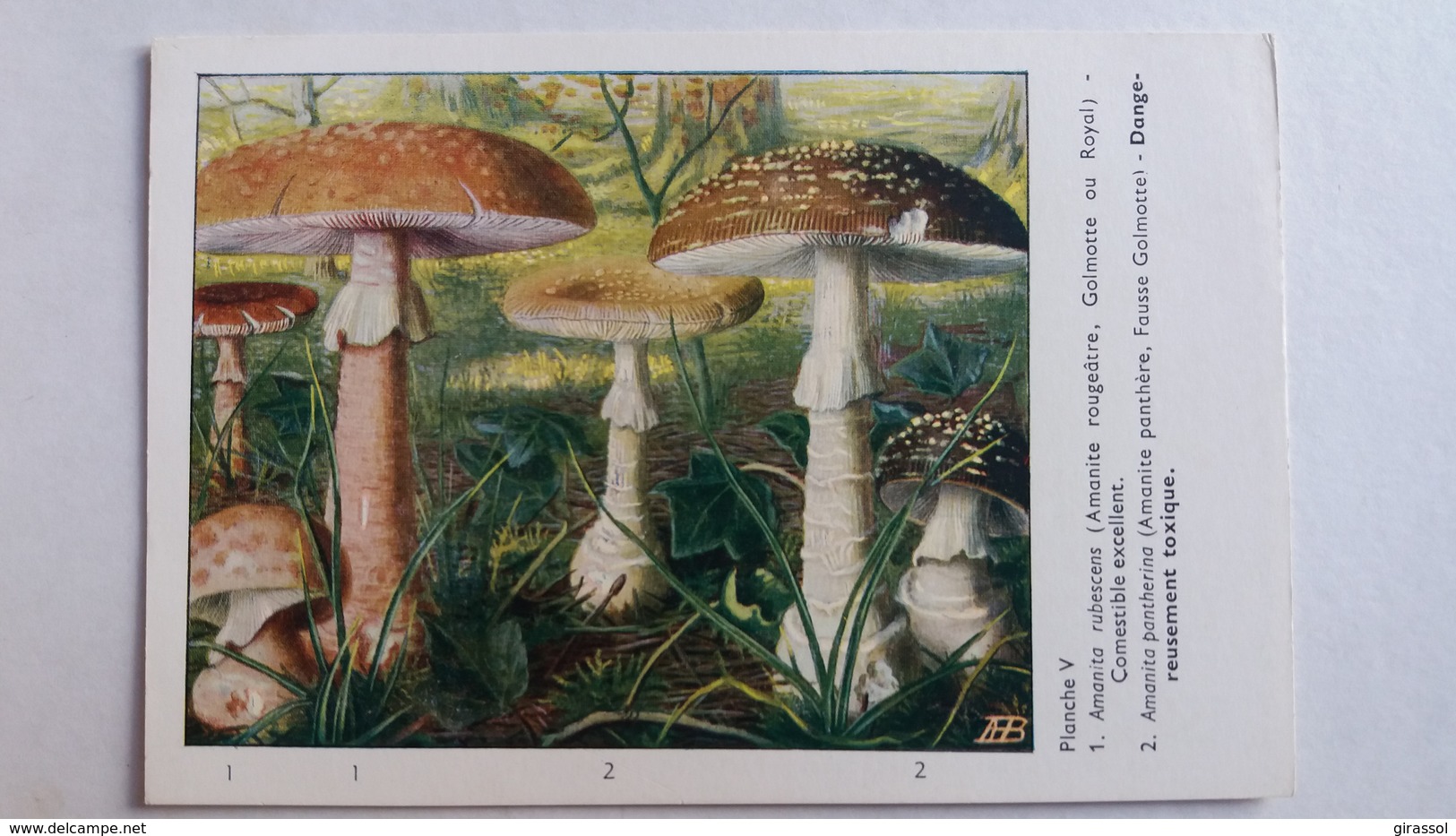 CHAMPIGNON CHAMPIGNONS PLANCHE V AMANITE ROUGEATRE PANTHERE    PUB TYZINE - Pilze