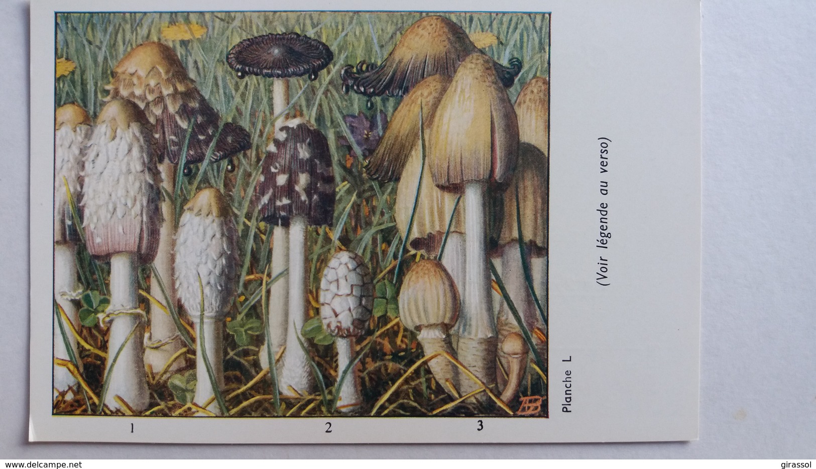 CHAMPIGNON CHAMPIGNONS PLANCHE L COPRIN CHEVELU PIE NOIR D ENCRE PUB TYZINE - Mushrooms