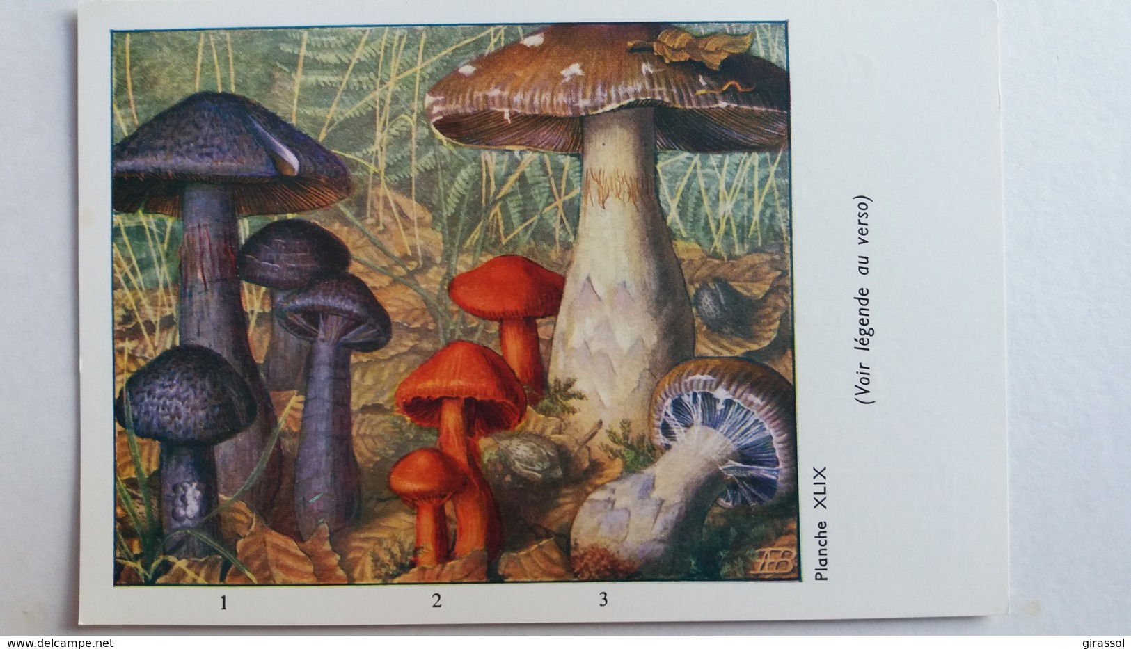 CHAMPIGNON CHAMPIGNONS PLANCHE XLIX CORTINAIRE VIOLET ROUGE REMARQUABLE  PUB TYZINE - Champignons