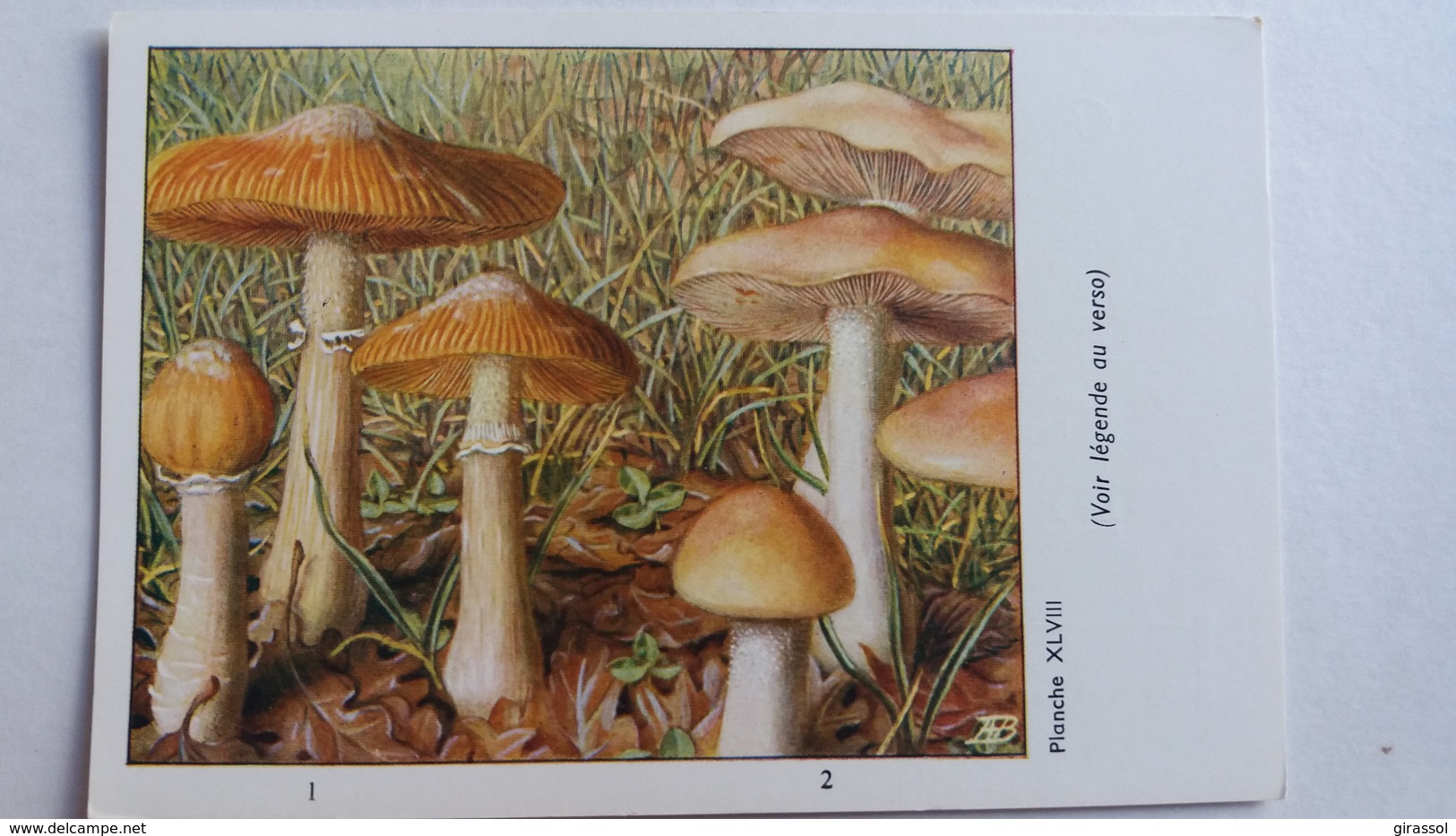 CHAMPIGNON CHAMPIGNONS PLANCHE XLVIII PHOLIOTE AUX CHEVRES HEBELOME  PUB TYZINE - Mushrooms