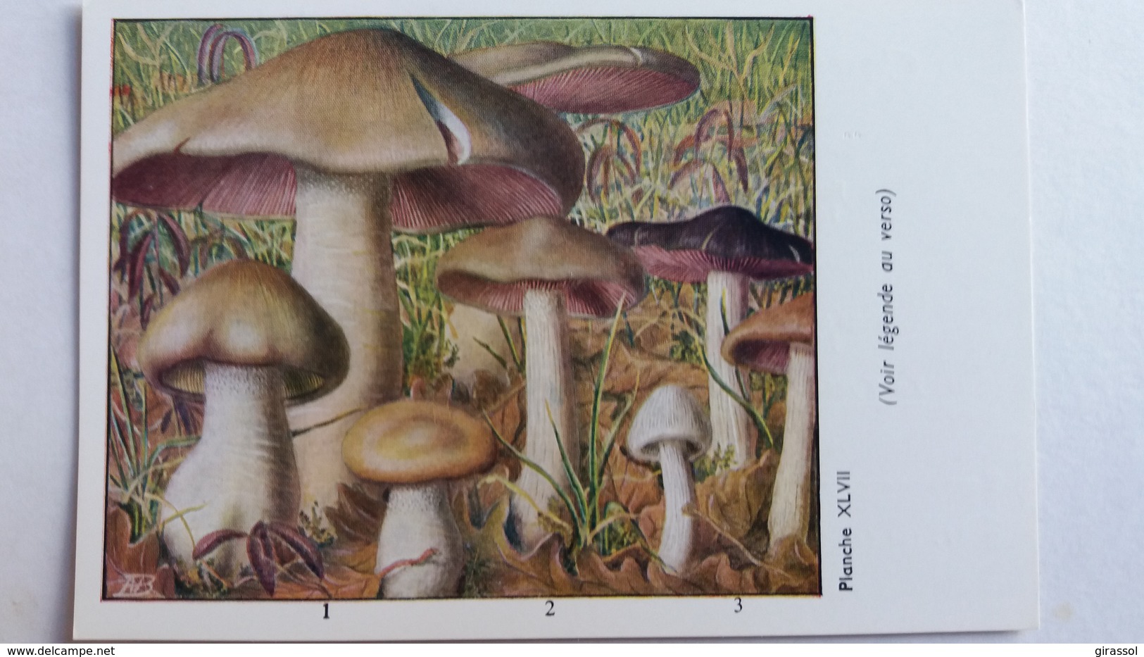 CHAMPIGNON CHAMPIGNONS PLANCHE XLVII ENTOLOME LIVIDE ROSE GRIS D AUTOMNE  PUB TYZINE - Pilze