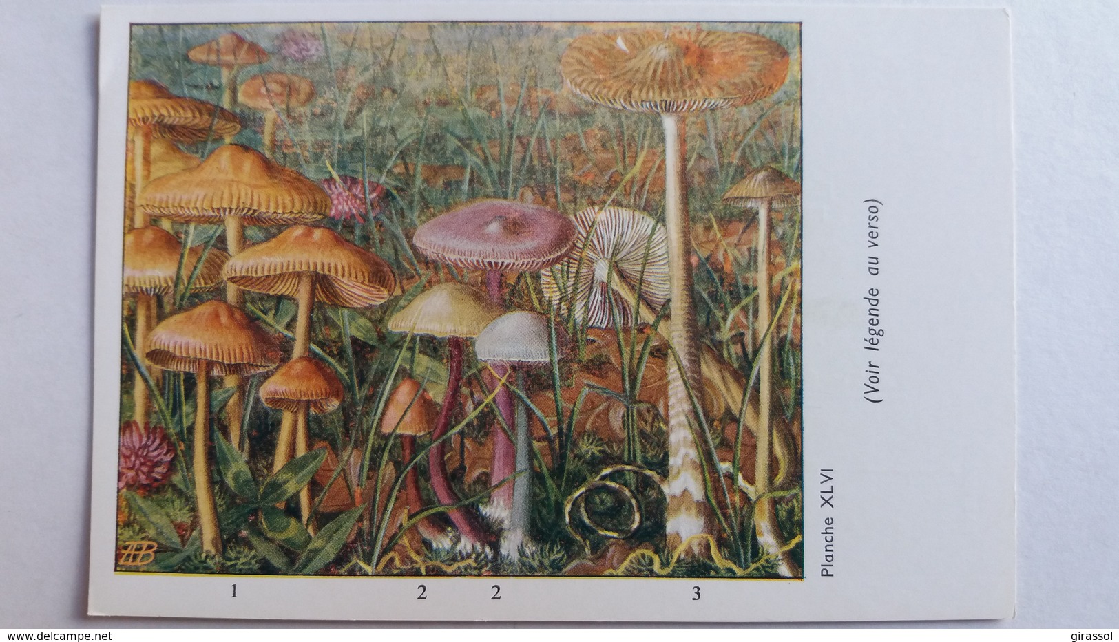 CHAMPIGNON CHAMPIGNONS PLANCHE XLVI MARASME D OREADE MYCENE PUR COLLYBIE   PUB TYZINE - Pilze