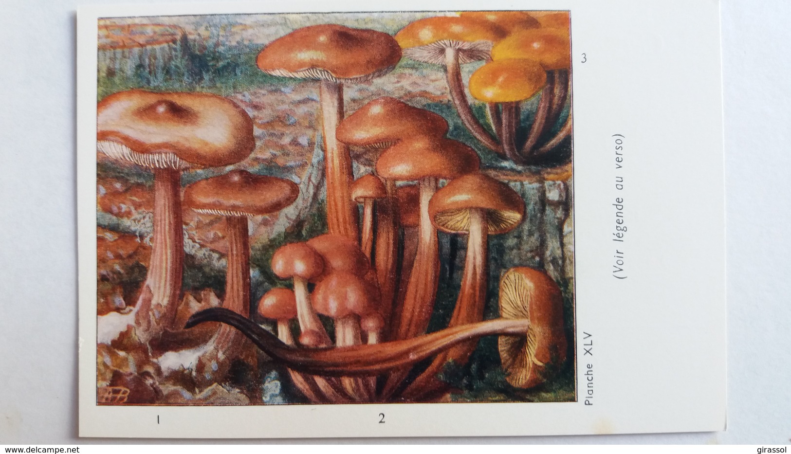 CHAMPIGNON CHAMPIGNONS PLANCHE XLV COLLYBIE BUTYRACEE A PIED EN FUSEAU A PIED VELU  PUB TYZINE - Paddestoelen