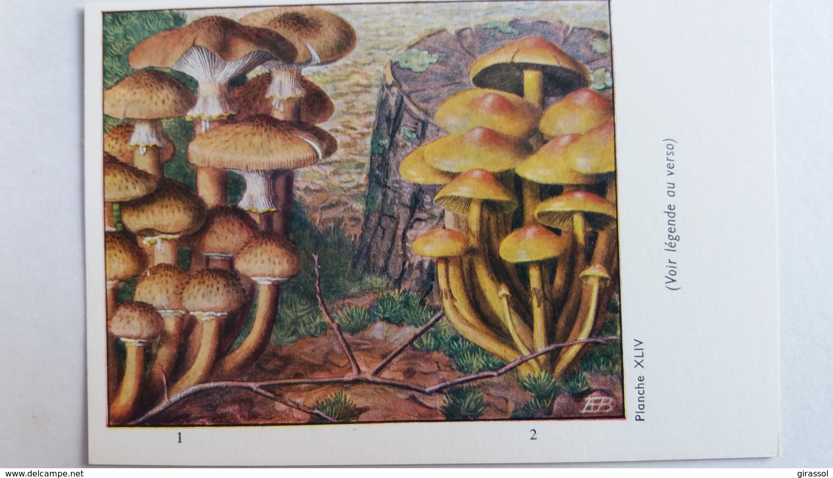 CHAMPIGNON CHAMPIGNONS PLANCHE XLIV ARMILLAIRE DE MIEL HYPHOLOME EN TOUFFES   PUB TYZINE - Paddestoelen