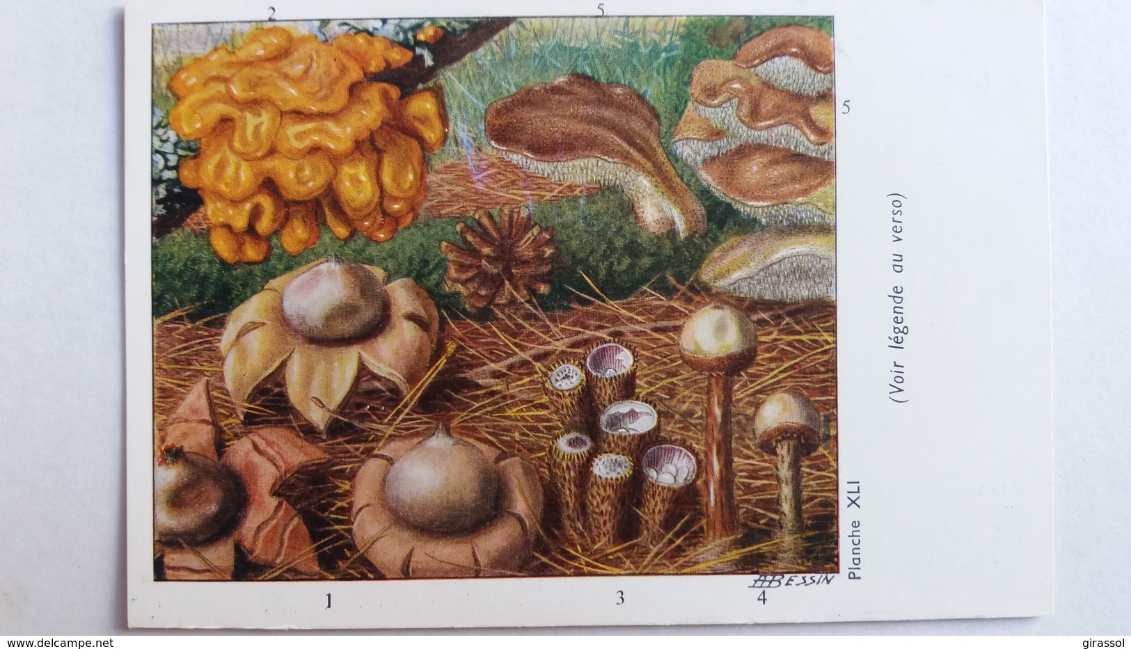 CHAMPIGNON CHAMPIGNONS PLANCHE XLI GEASTRE FIMBRIE TREMELLE CYATHE TULOSTOME TREMELLODON   PUB TERRAMYCINE - Champignons