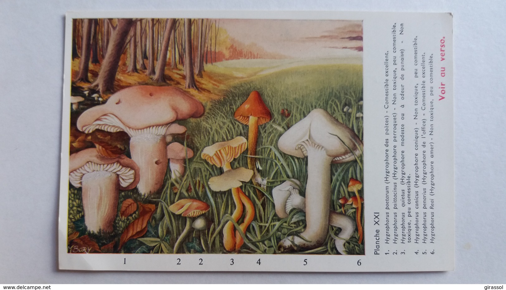 CHAMPIGNON CHAMPIGNONS PLANCHE XXI HYGROPHORE  6 MODELES    PUB TERRAMYCINE CHAMPIGNONS D EUROPE ROGER HEIM - Champignons