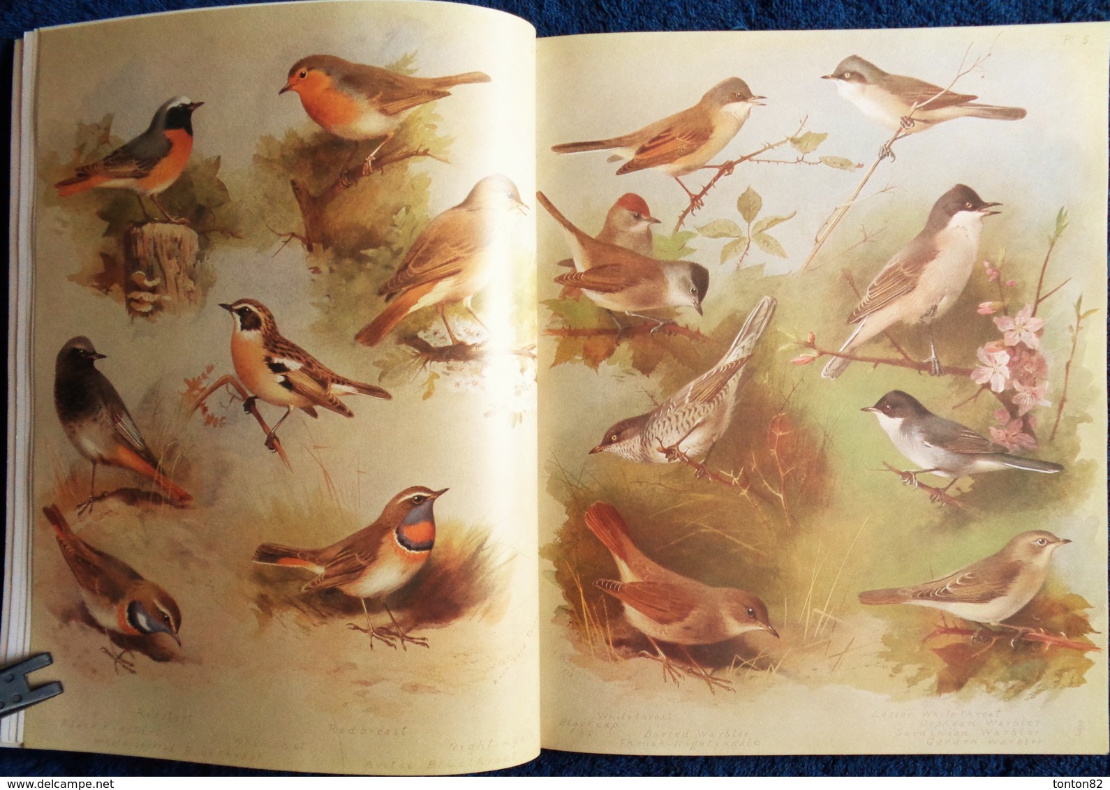 Archibald Thorburn's - BIRDS - The Complete Illustrated - Wordsworth Editions - ( 1997 ) . - Vida Salvaje