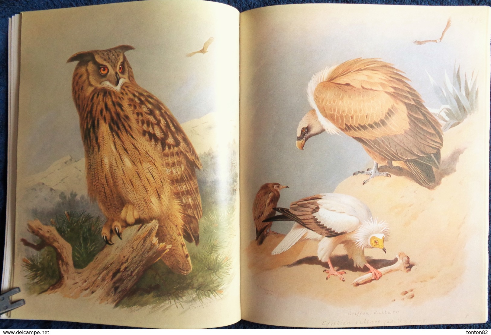 Archibald Thorburn's - BIRDS - The Complete Illustrated - Wordsworth Editions - ( 1997 ) .