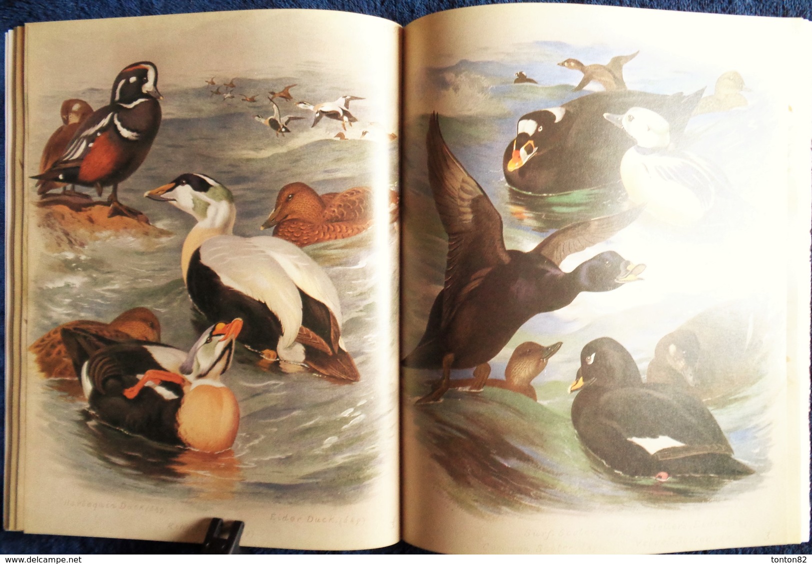 Archibald Thorburn's - BIRDS - The Complete Illustrated - Wordsworth Editions - ( 1997 ) .