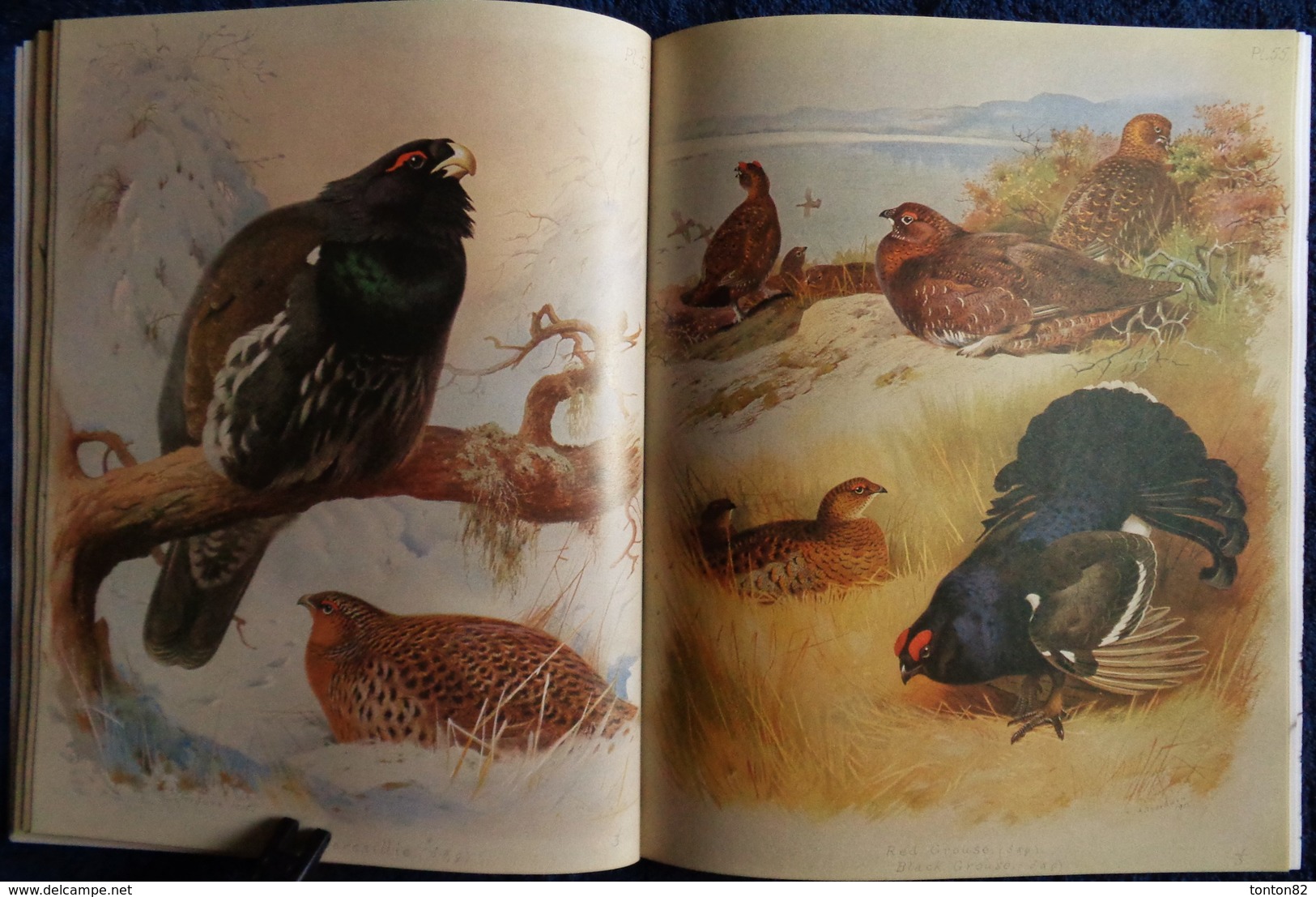 Archibald Thorburn's - BIRDS - The Complete Illustrated - Wordsworth Editions - ( 1997 ) .