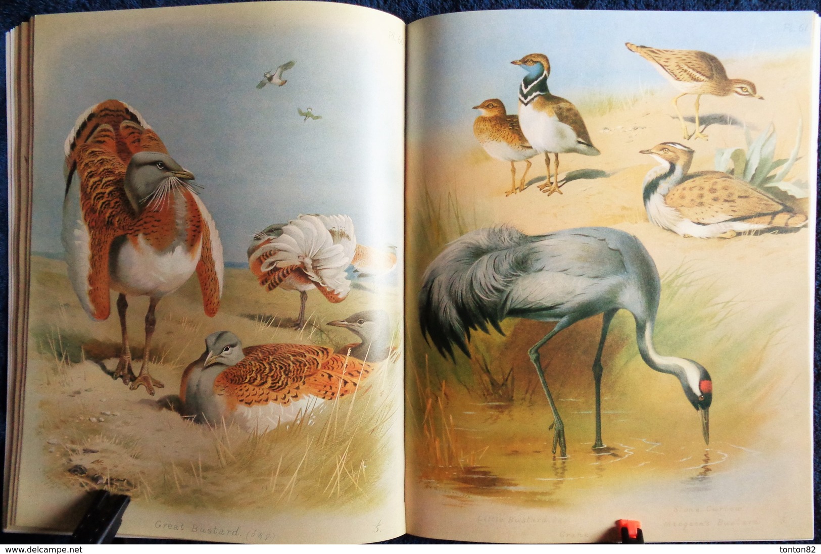 Archibald Thorburn's - BIRDS - The Complete Illustrated - Wordsworth Editions - ( 1997 ) .