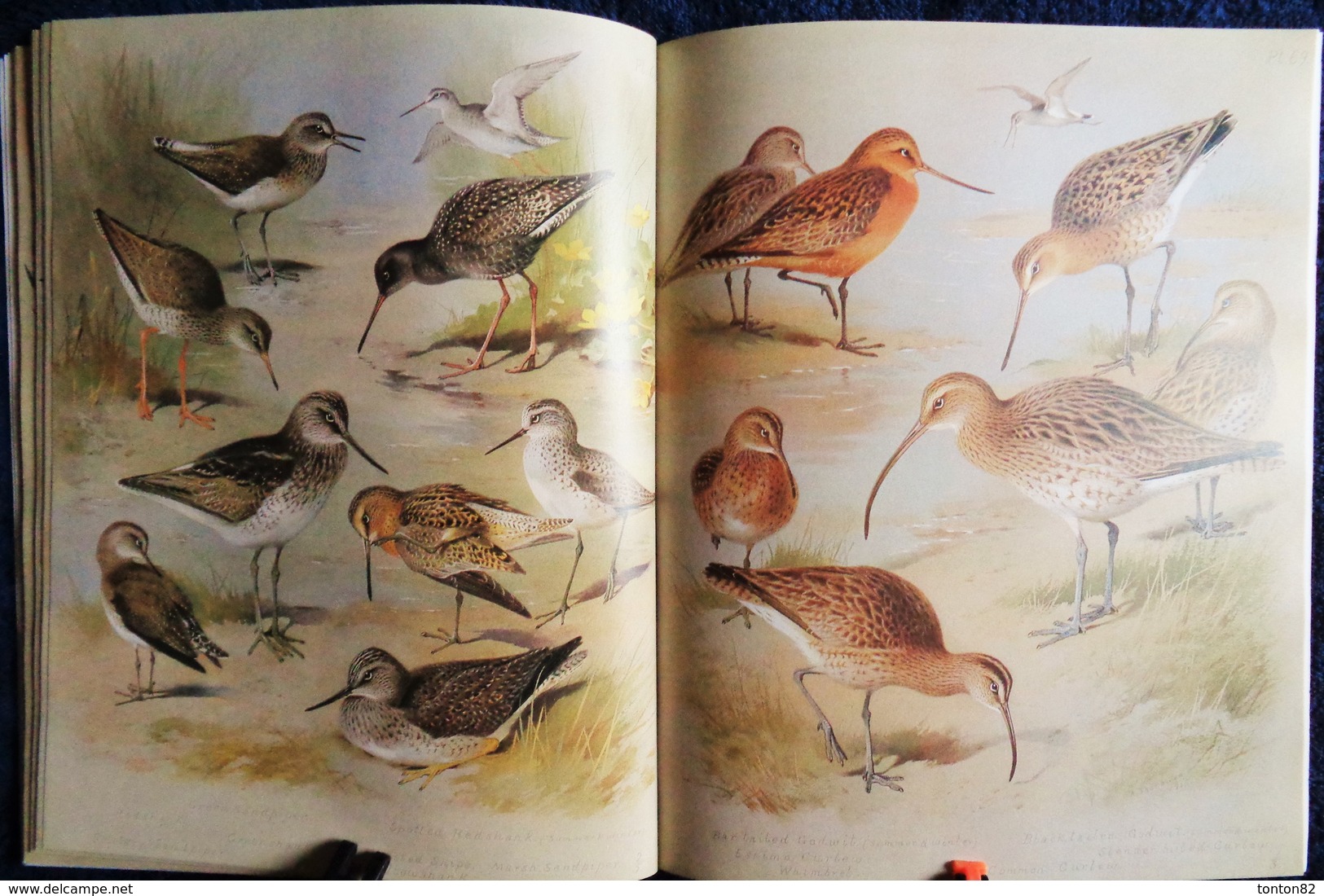 Archibald Thorburn's - BIRDS - The Complete Illustrated - Wordsworth Editions - ( 1997 ) .