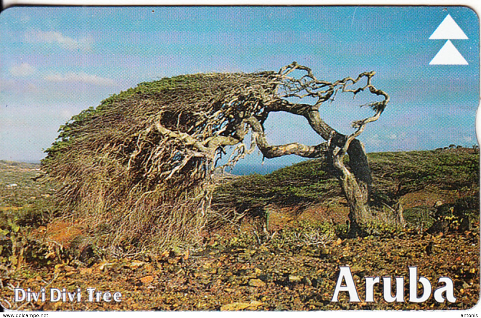 ARUBA(L&G) - Divi Divi Tree 2, CN : 608A, Used - Aruba