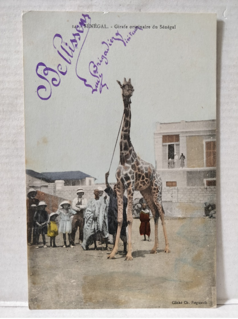 Sénégal. Girafe Originaire Du Sénégal - Sénégal