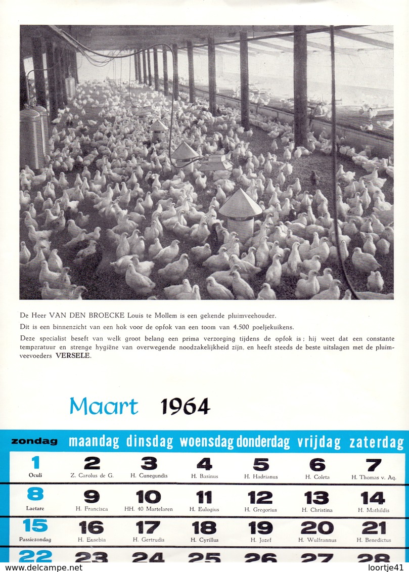 Blz Uit Kalender 1964 - Pluimveehouder Louis Van Den Broecke Te Mollem - Voeders Versele Astene Deinze - Grand Format : 1961-70