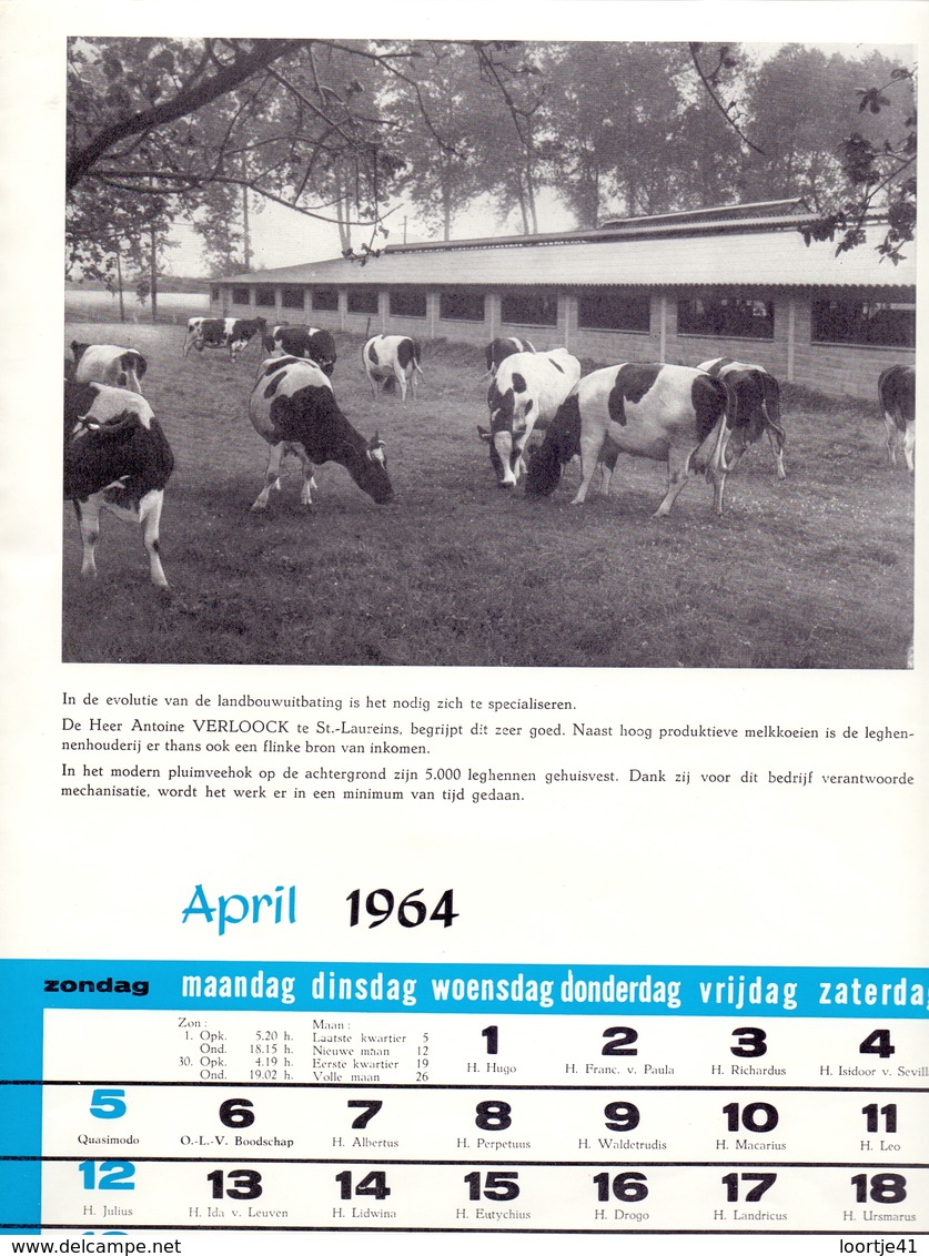 Blz Uit Kalender 1964 - Melkkoeien Antoine Verloock Te St Laureins - Voeders Versele Astene Deinze - Grand Format : 1961-70