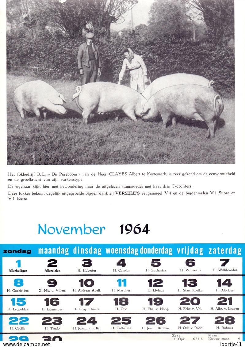 Blz Uit Kalender 1964 - Fokbedrijf De Pereboom - Albert Claeys Te Kortemark  - Voeders Versele Astene Deinze - Grand Format : 1961-70