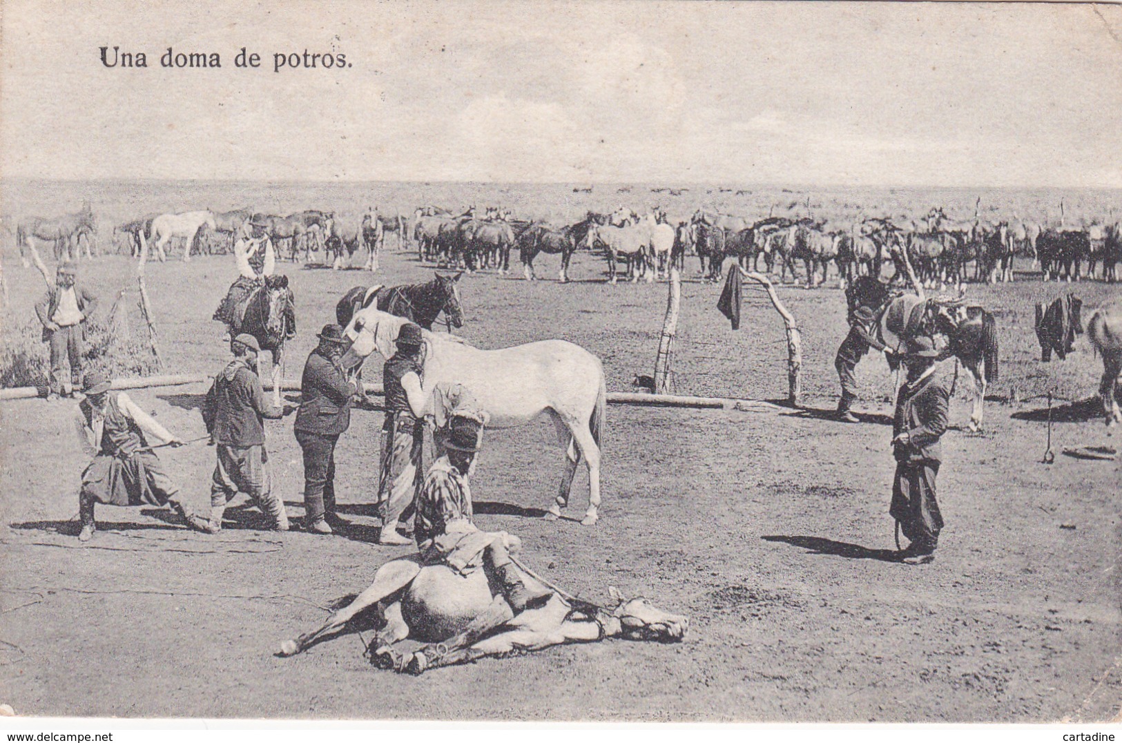 Argentine / Argentina - Una Doma De Potros - 1913 - Argentine