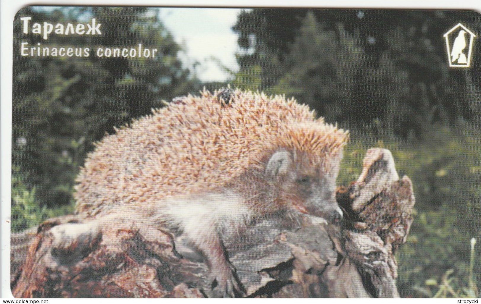 Bulgaria - Hedgehog - Erinaceus Concolor - Bulgaria