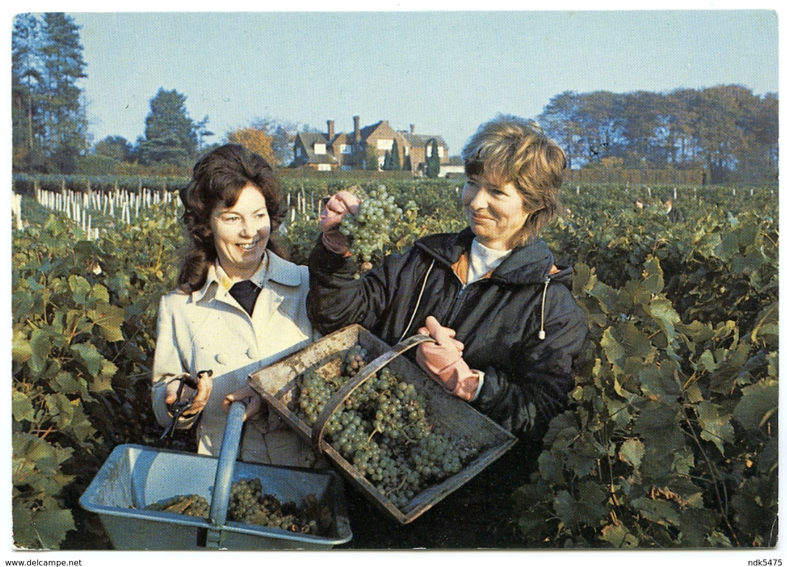 ENGLAND : HAMBLEDON VINEYARD (10 X 15cms Approx.) - Vines